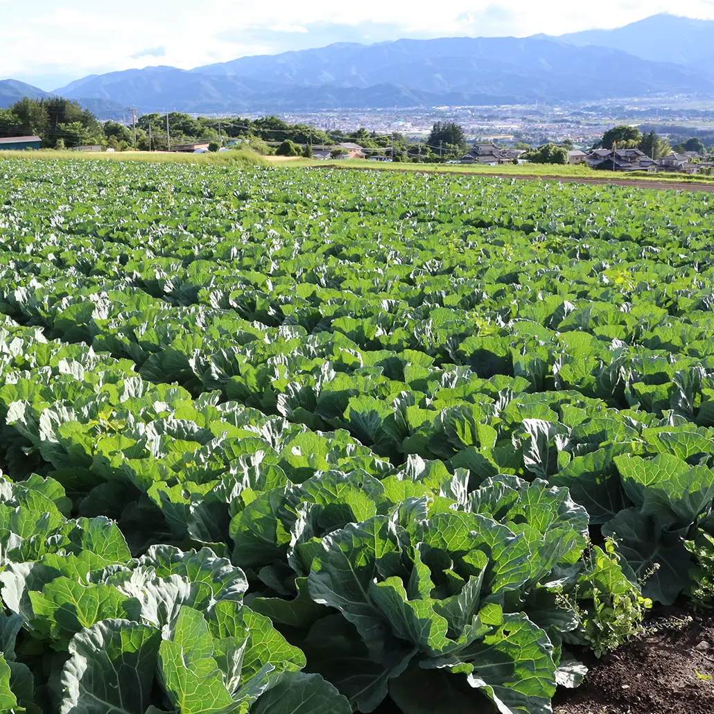 信州・長野松本の気候と農産物イメージ